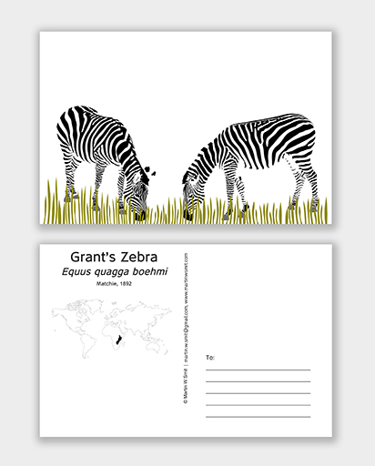 Postcard Grant's Zebra