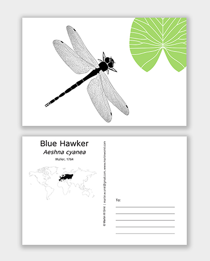 Postcard Blue Hawker
