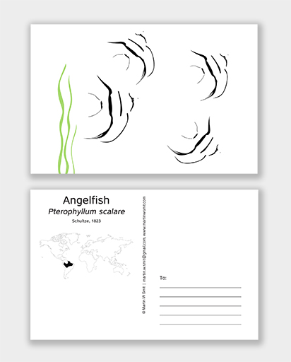 Postcard Anglefish