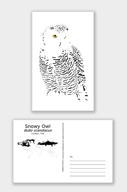 Posrcard Snowy Owl