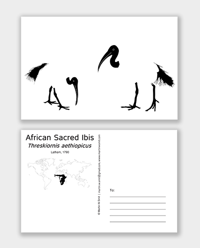Postcard African Sacred Ibis